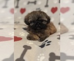 Puppy Peanut Shih Tzu