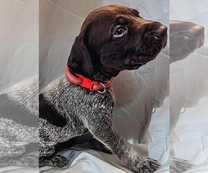 Medium German Shorthaired Pointer