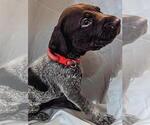 Puppy 5 German Shorthaired Pointer