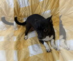 Small Chihuahua Mix