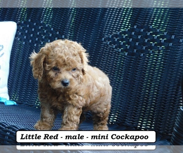 Medium Photo #4 Cock-A-Poo Puppy For Sale in CLARKRANGE, TN, USA