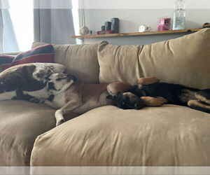 Maze - Female German Shepherd Dog-Unknown Mix Dog for Adoption - Photo #7