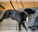 Small #5 Collie-Labrador Retriever Mix