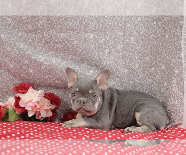 Medium Photo #1 French Bulldog Puppy For Sale in WOOSTER, OH, USA