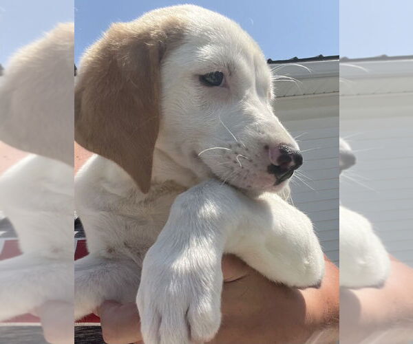 Medium Photo #3 Jack-A-Bee Puppy For Sale in Aurora, IN, USA