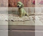 Small #5 Golden Labrador