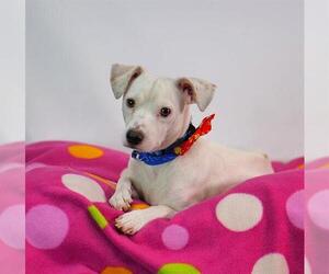 Mutt Dogs for adoption in Riverside, CA, USA