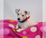 TITO - Male Mutt Dog for Adoption - Small photo