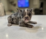 Puppy Big Boy French Bulldog