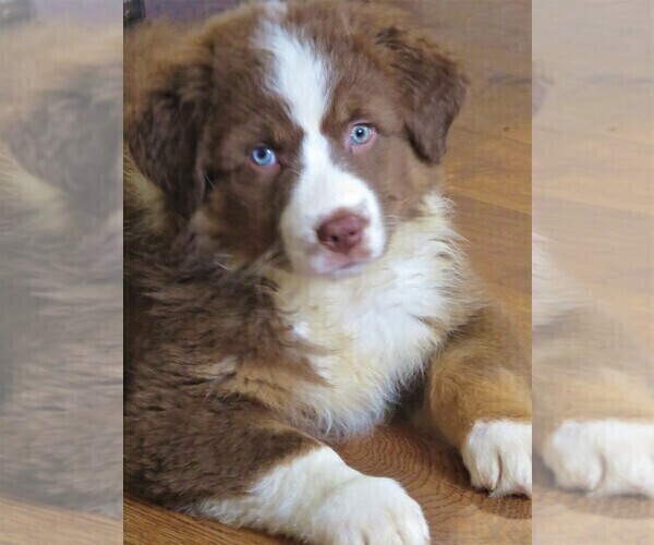 Medium Photo #3 Australian Shepherd Puppy For Sale in DRAYTON, SC, USA