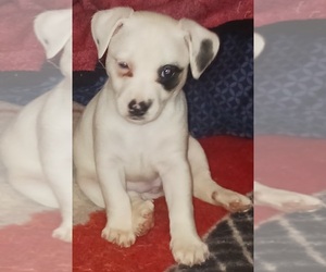 Jack Chi Puppy for sale in MOUNT VERNON, WA, USA
