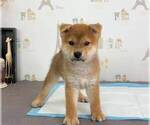 Small Photo #4 Shiba Inu Puppy For Sale in SAN DIEGO, CA, USA
