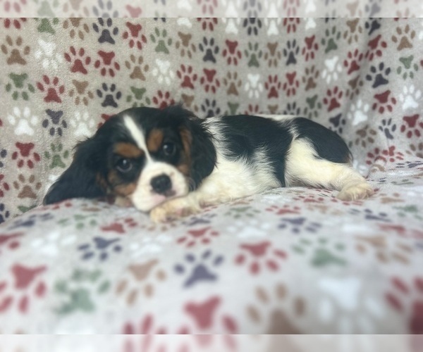 Medium Photo #6 Cavalier King Charles Spaniel Puppy For Sale in LAKELAND, FL, USA