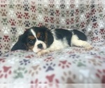 Small #5 Cavalier King Charles Spaniel