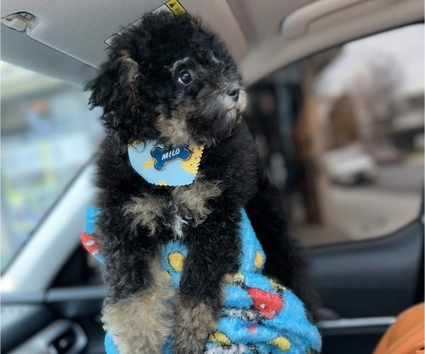 Medium Photo #2 Poodle (Miniature) Puppy For Sale in STATEN ISLAND, NY, USA