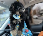 Small #1 Poodle (Miniature)