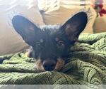 Small #4 Mutt