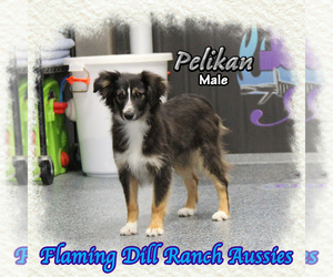 Miniature Australian Shepherd Puppy for sale in FORESTBURG, TX, USA