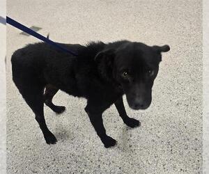 Rat Terrier-Unknown Mix Dogs for adoption in Conroe, TX, USA