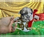 Small Photo #22 French Bulldog Puppy For Sale in HAYWARD, CA, USA