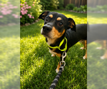 Small #4 American Staffordshire Terrier-Chihuahua Mix