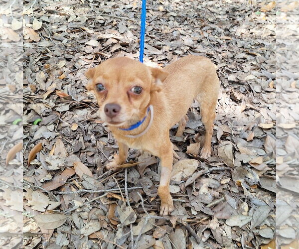 Medium Photo #2 Chihuahua-Unknown Mix Puppy For Sale in Missouri City, TX, USA