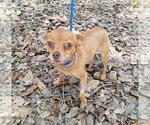 Small Photo #2 Chihuahua-Unknown Mix Puppy For Sale in Missouri City, TX, USA