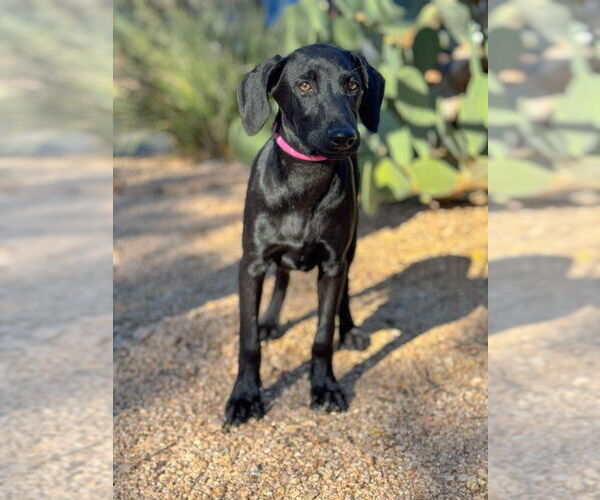 Medium Photo #4 Doberman Pinscher-Labrador Retriever Mix Puppy For Sale in PIPE CREEK, TX, USA