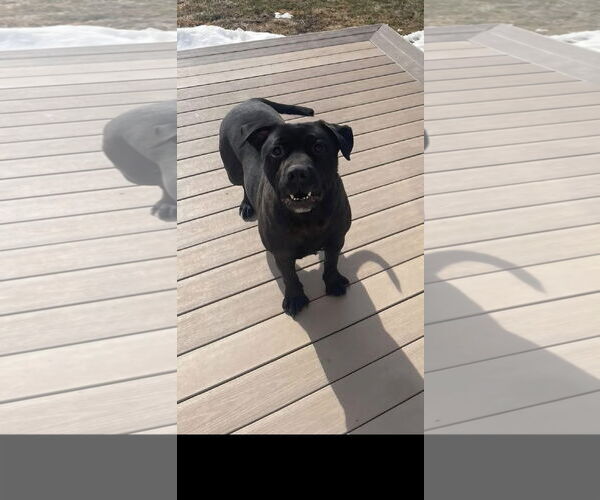 Medium Photo #2 Mutt Puppy For Sale in Germantown, OH, USA