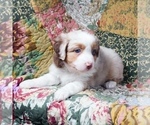Small Photo #9 Miniature Australian Shepherd Puppy For Sale in HARRISON, OH, USA