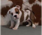Small #3 English Bulldog