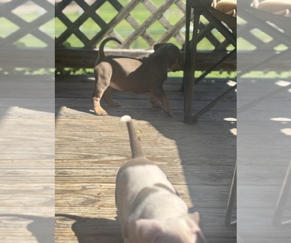 Medium Photo #8 American Bully Puppy For Sale in GLASSPORT, PA, USA