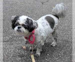 Edna - Female Shih Tzu Dog for Adoption - Photo #3