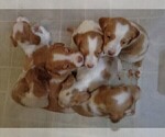 Small Photo #14 Brittany Puppy For Sale in CULPEPER, VA, USA