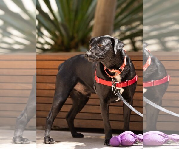 Medium Photo #1 Carolina Dog-Labrador Retriever Mix Puppy For Sale in San Jose, CA, USA