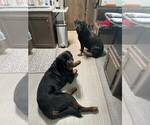 Small Photo #5 Rottweiler Puppy For Sale in NEW PORT RICHEY, FL, USA