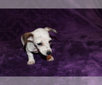 Small #15 Dachshund