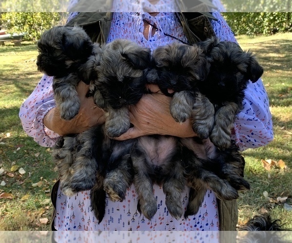 Medium Photo #5 Havanese Puppy For Sale in KODAK, TN, USA