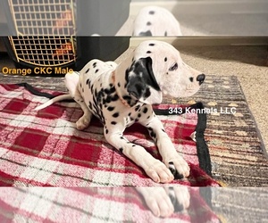 Dalmatian Dog for Adoption in VINEMONT, Alabama USA