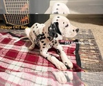 Small Photo #1 Dalmatian Puppy For Sale in VINEMONT, AL, USA