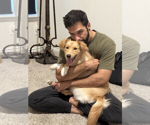Lilly - Female Golden Retriever Dog for Adoption - Photo #3