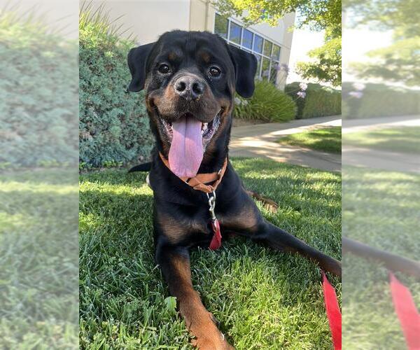 Medium Photo #2 Rottweiler-Unknown Mix Puppy For Sale in Elk Grove, CA, USA