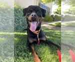 Small #1 Rottweiler Mix