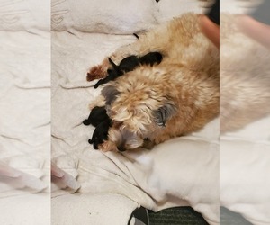 Mother of the Goldendoodle-Soft Coated Wheaten Terrier Mix puppies born on 09/27/2019