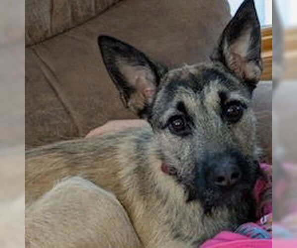 Medium Photo #8 Mutt Puppy For Sale in Brooklyn Center, MN, USA