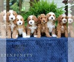 Small #1 Cavapoo (Miniature)