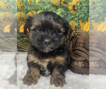 Puppy Bear Shorkie Tzu