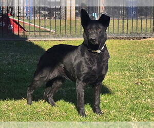 German Shepherd Dog-Unknown Mix Dogs for adoption in Riverside, CA, USA