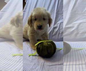 Golden Retriever Puppy for sale in SUN VALLEY, NV, USA