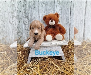 Goldendoodle Puppy for sale in WOOSTER, OH, USA